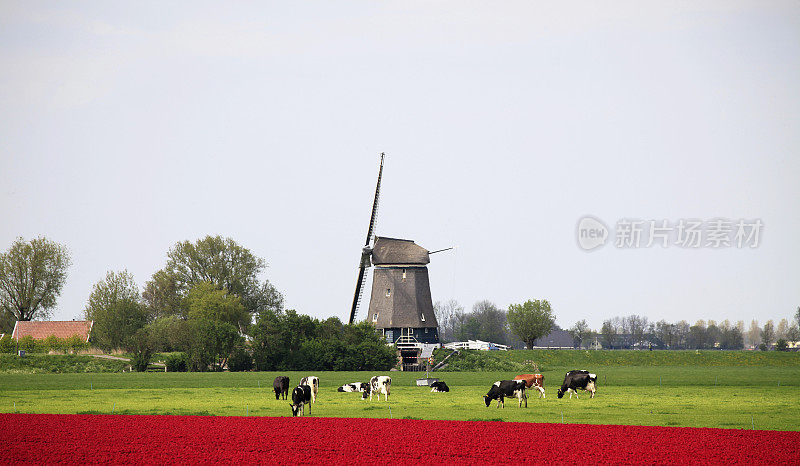荷兰的风景