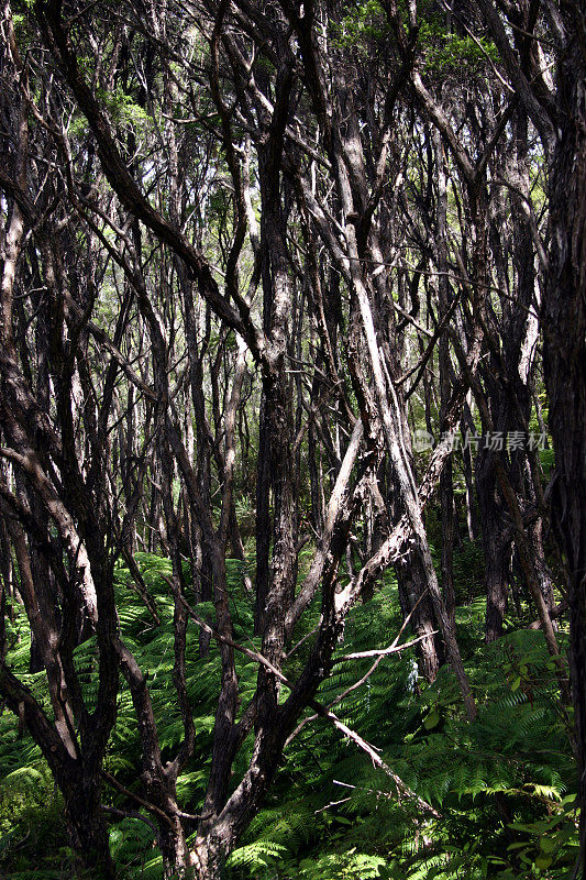 新西兰森林中的茶树和蕨类植物