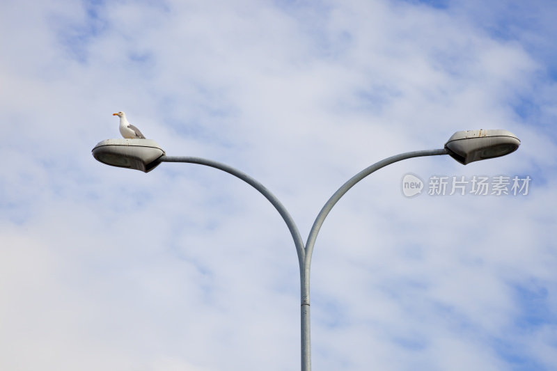 海区双街灯:一只海鸥