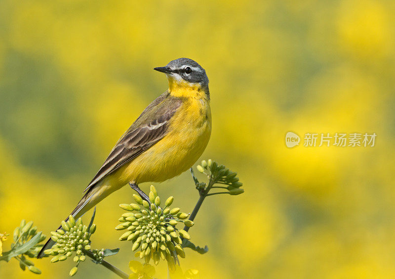 西部黄Wagtail(莫塔西拉黄)