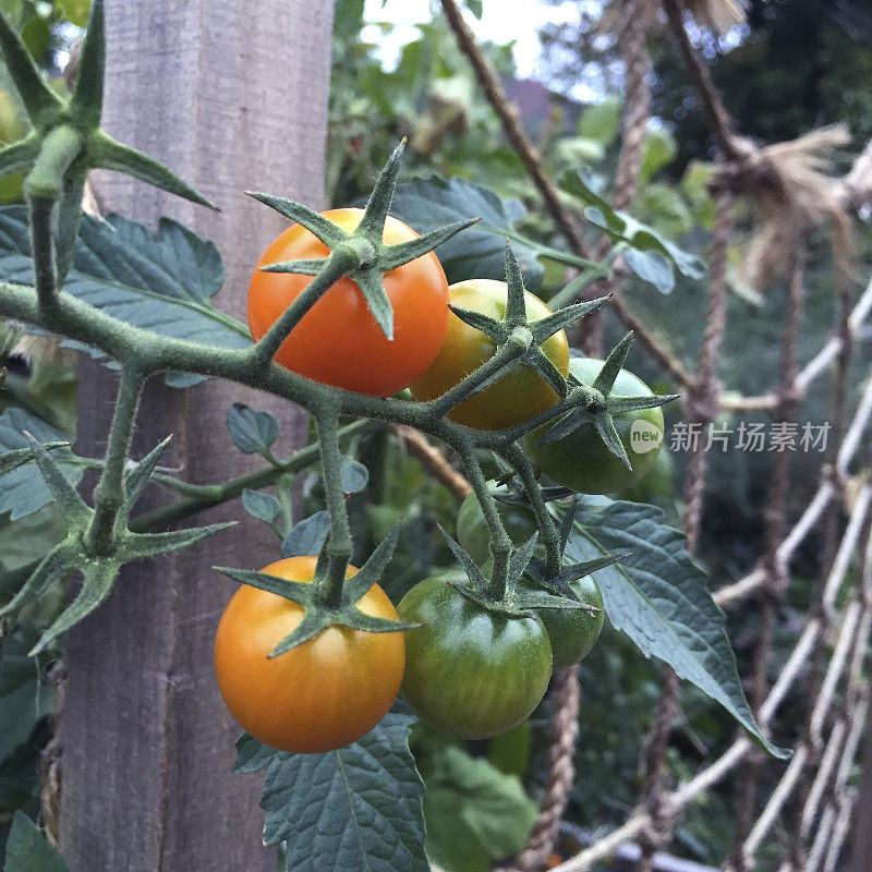 菜园里的樱桃番茄