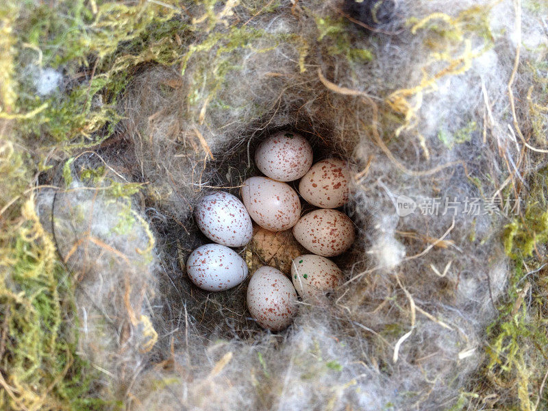 大山雀(大山雀)的巢，有七个蛋