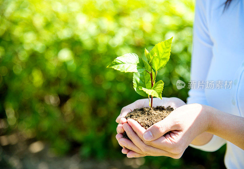 手中有小植物