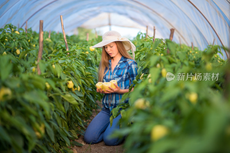 年轻女子在一个甜椒种植园工作