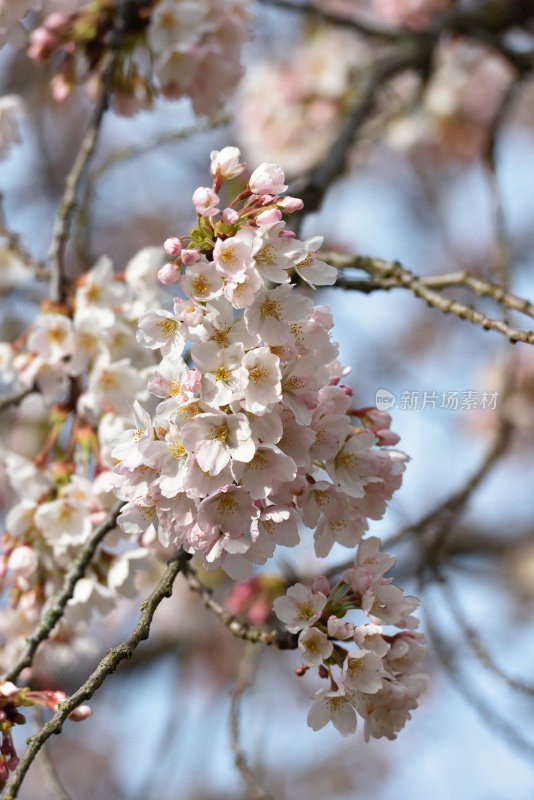 樱花