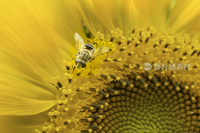 向日葵和蜜蜂