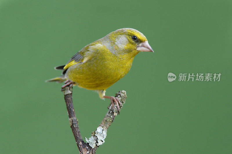 小树枝上的小金翅雀