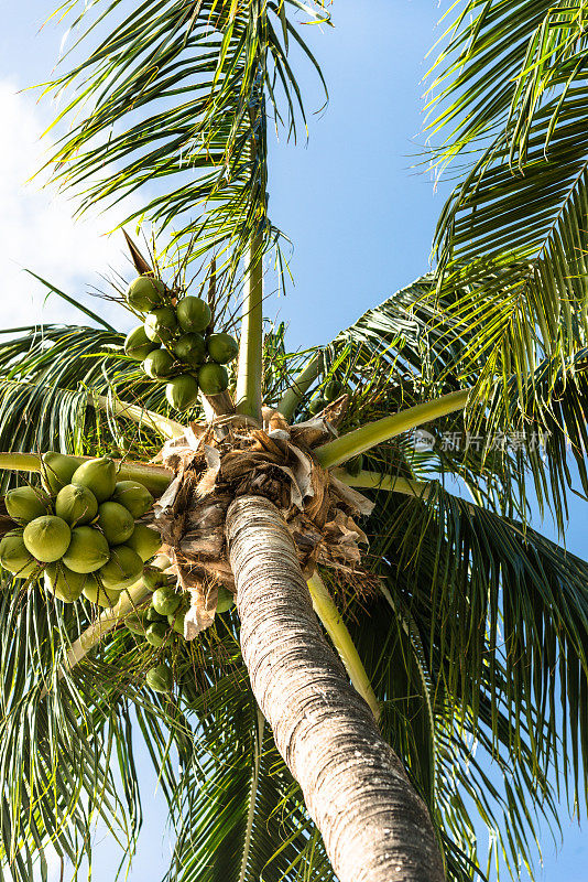 佛罗里达的棕榈树