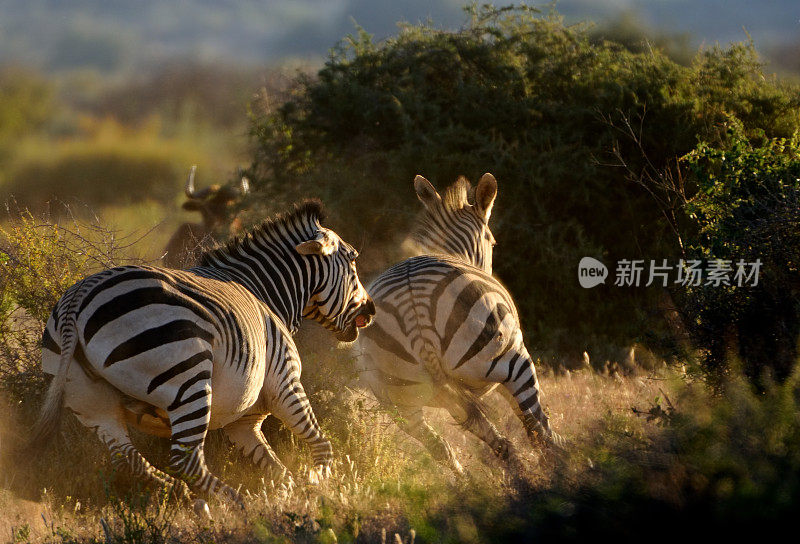 纳米比亚的山地斑马在奔跑