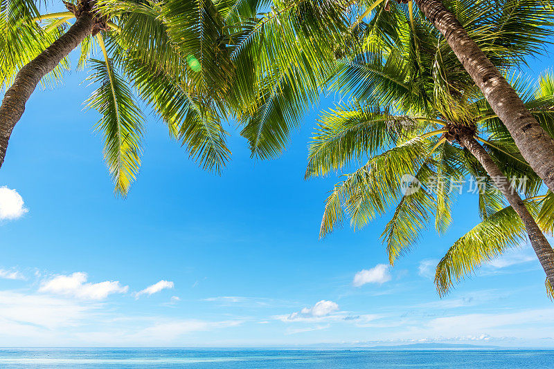 椰子树和热带海洋