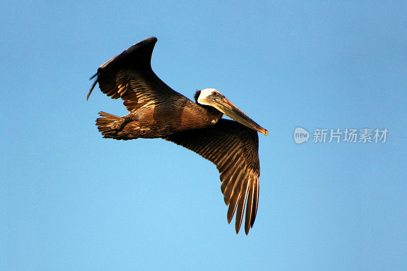 褐鹈鹕，西花鹈鹕，飞行