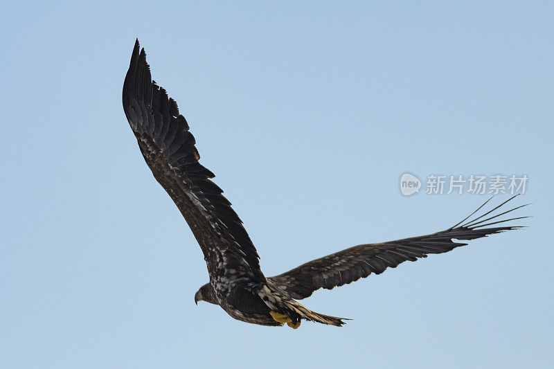海鹰或白尾鹰在挪威的空中飞行