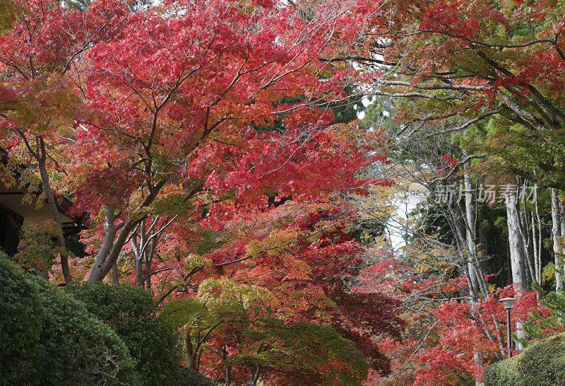 日本和歌山县高野山的秋天树叶