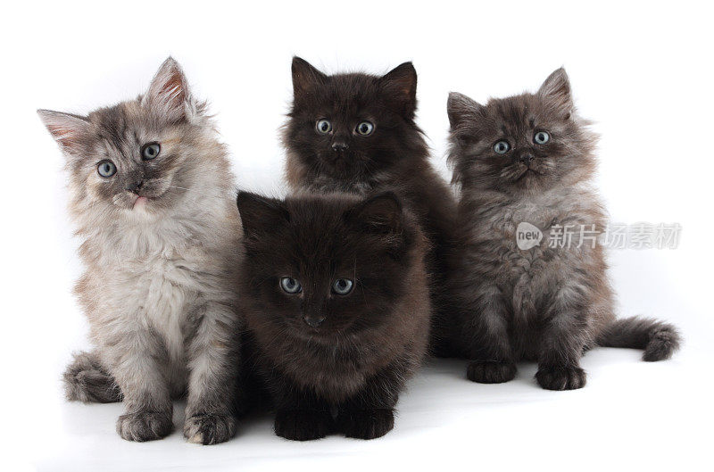 四只毛茸茸的灰色小猫，有着明亮的蓝眼睛