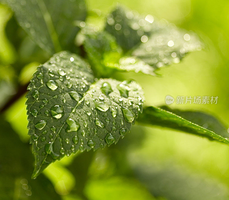 阳光下雨后的树叶