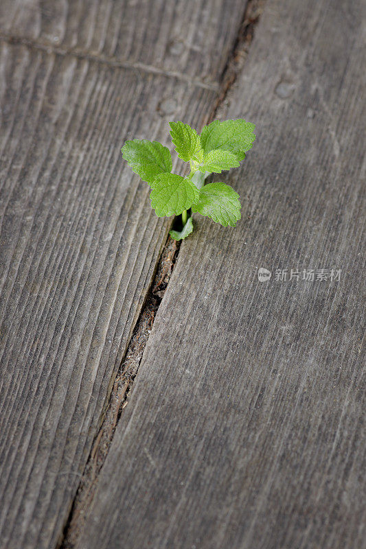 柠檬香油