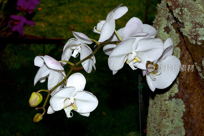 稀有的，奇异的白色兰花