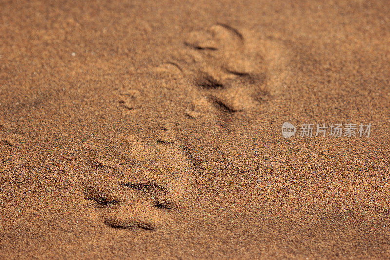 纳米比亚:纳米布沙漠中的动物脚印