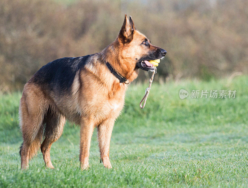 德国牧羊犬动作射击