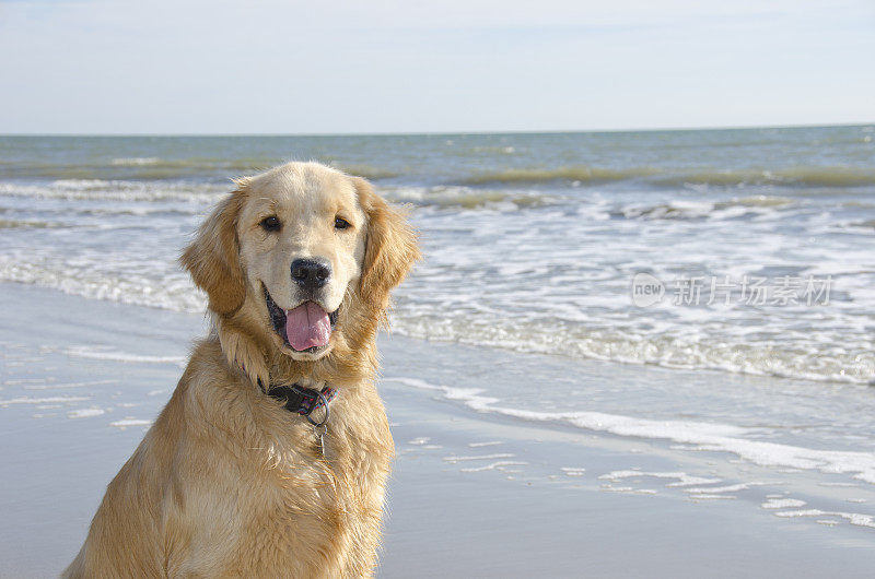 沙滩上的金毛寻回犬