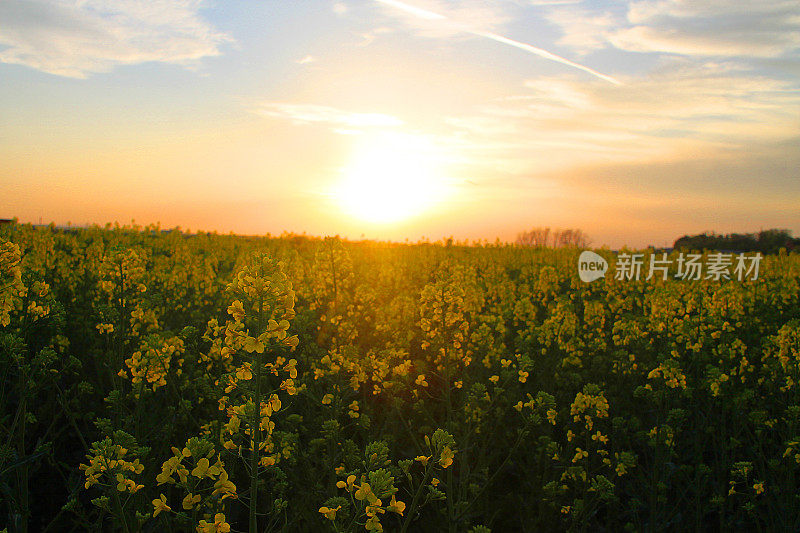 夕阳下的油菜地