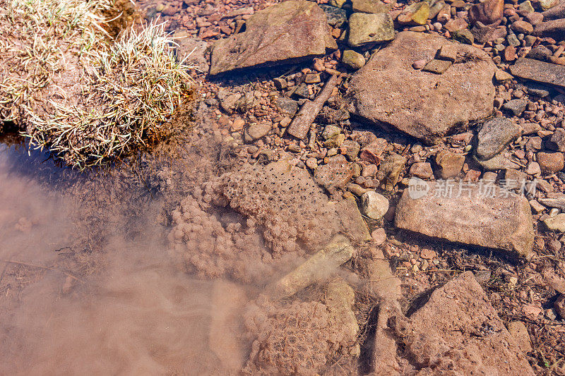青蛙在泥泞的小河里产卵