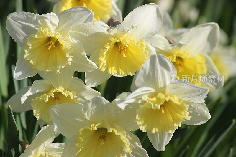 图像的白色水仙花头与黄色的花冠，特写