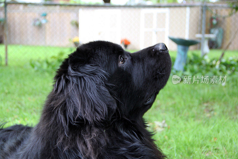 加拿大:纽芬兰犬