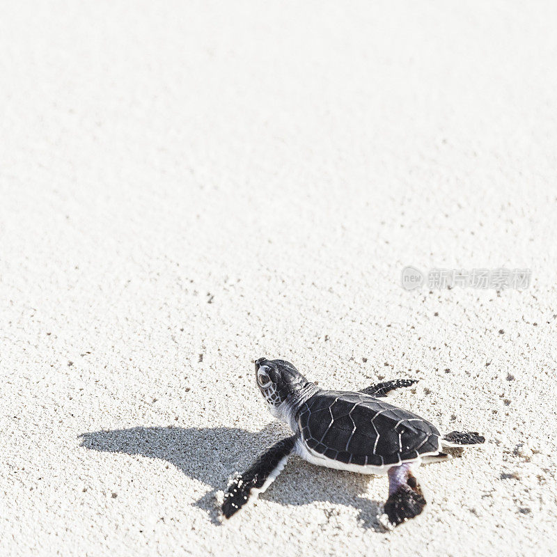 白色沙滩上刚出生的海龟。