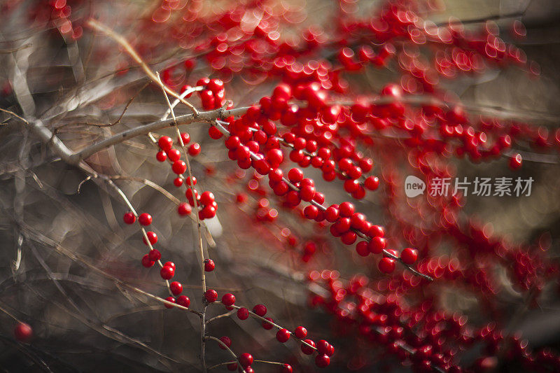 红雪碧冬莓灌木。纠结的散景。