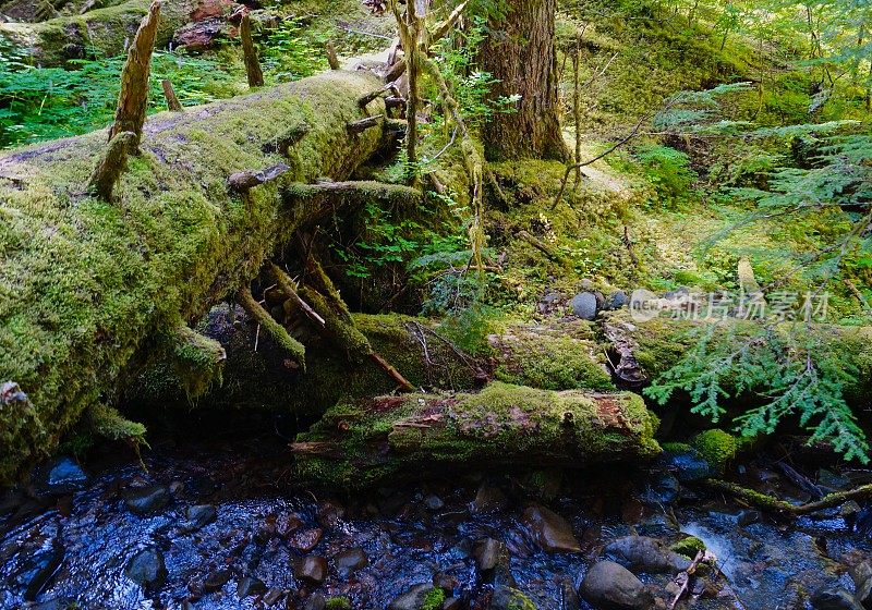 索尔杜克森林苔藓