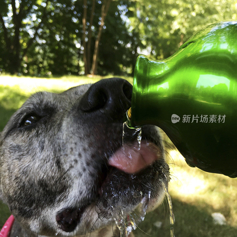 狗在炎热的夏天喝水