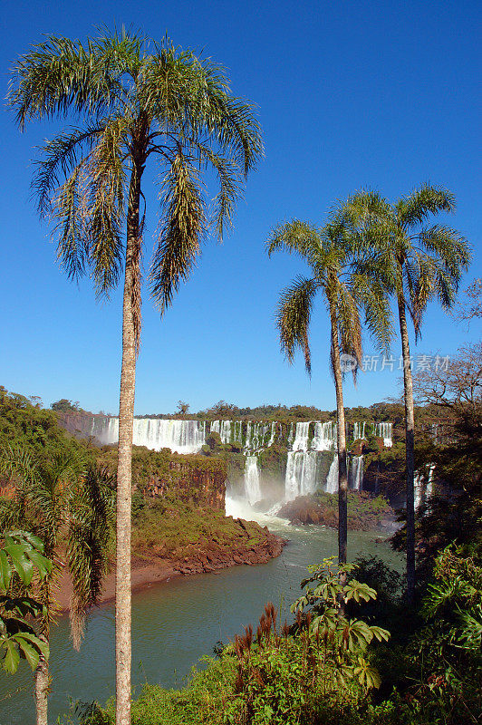 阿根廷，伊瓜苏瀑布和棕榈树