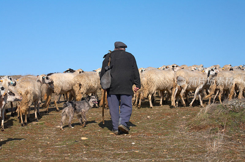 绵羊和牧羊人(葡萄牙)
