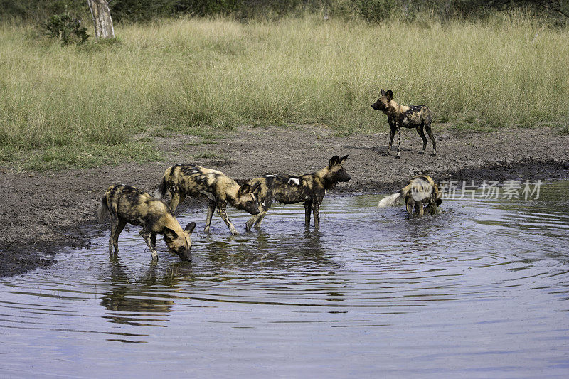 水坑里的非洲野狗