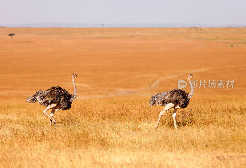雌鸵鸟，安博塞利公园，肯尼亚