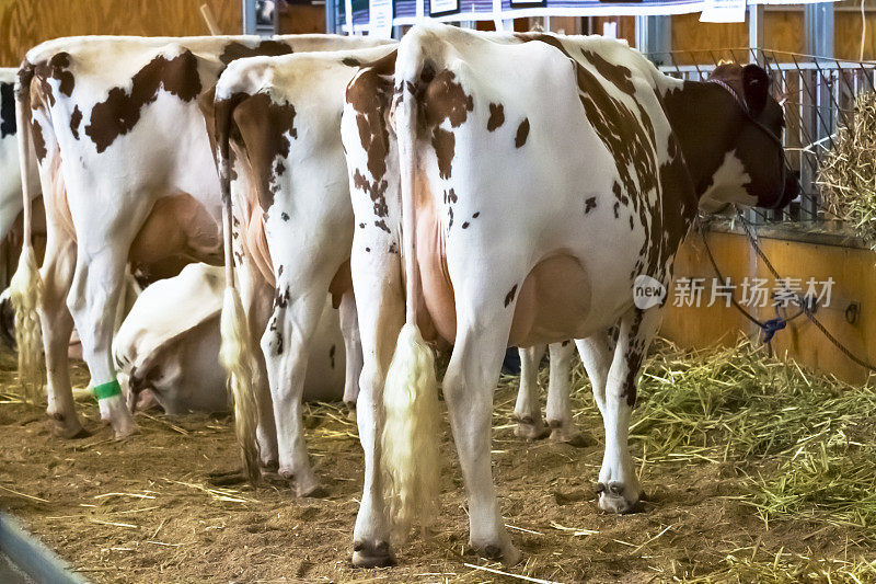 三头奶牛站在马厩里准备挤奶