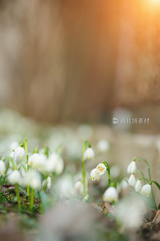 春天的雪花