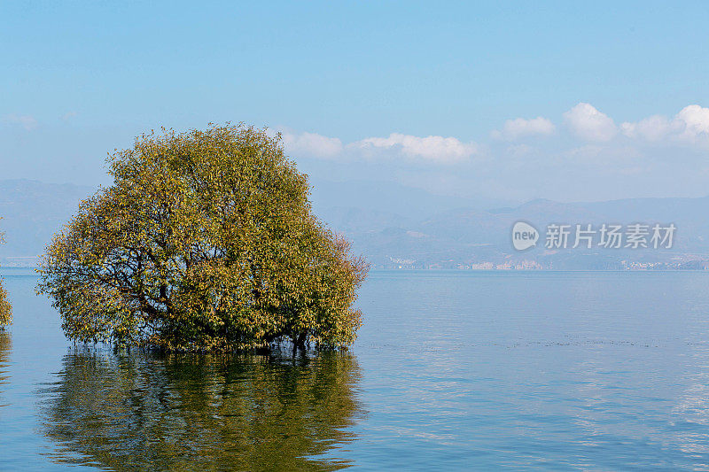 树木浸没在洱海