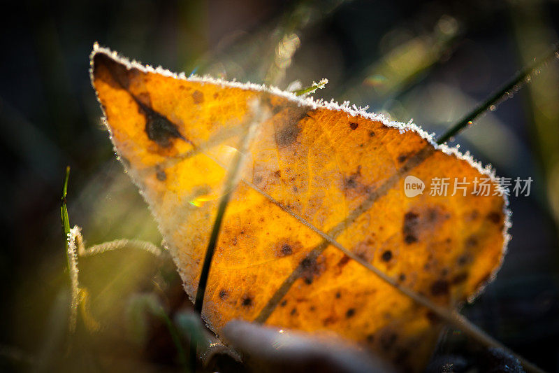 在初升的太阳照耀下，覆盖着霜花的五颜六色的叶子。
