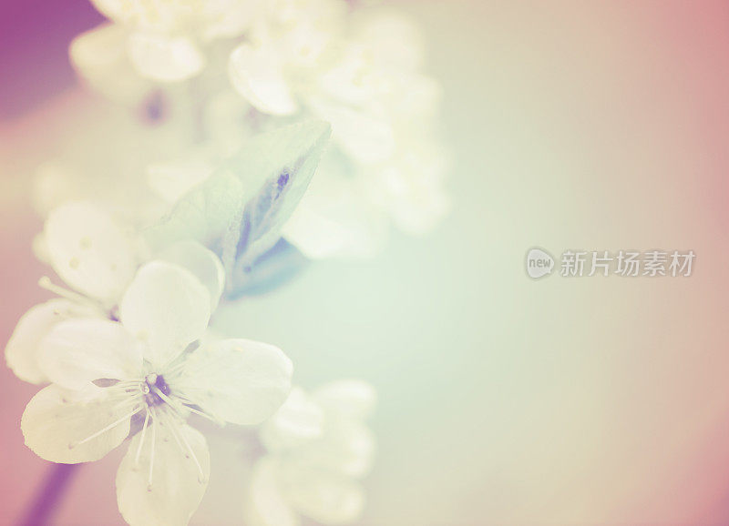 美丽的春天的花朵