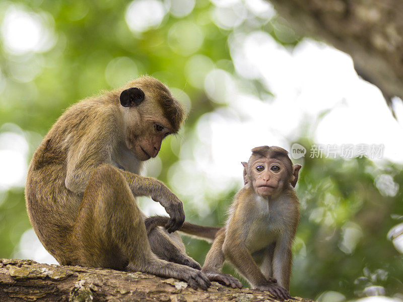 斯里兰卡特有的母子猴