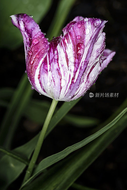 彩色的紫色条纹郁金香与雨滴