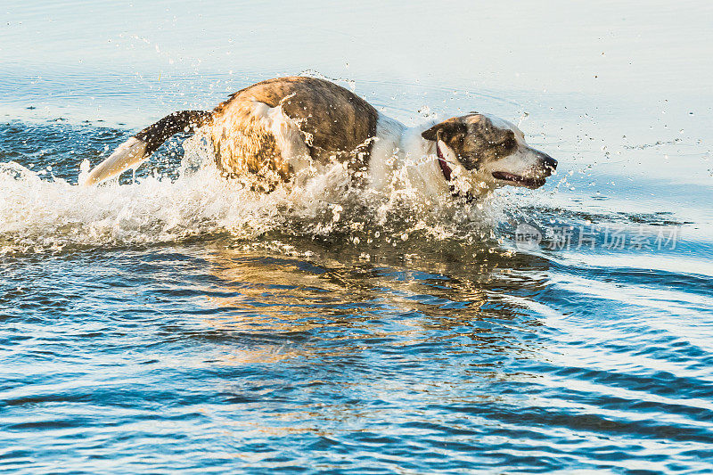 狗在水里奔跑，非常用力，溅起水花