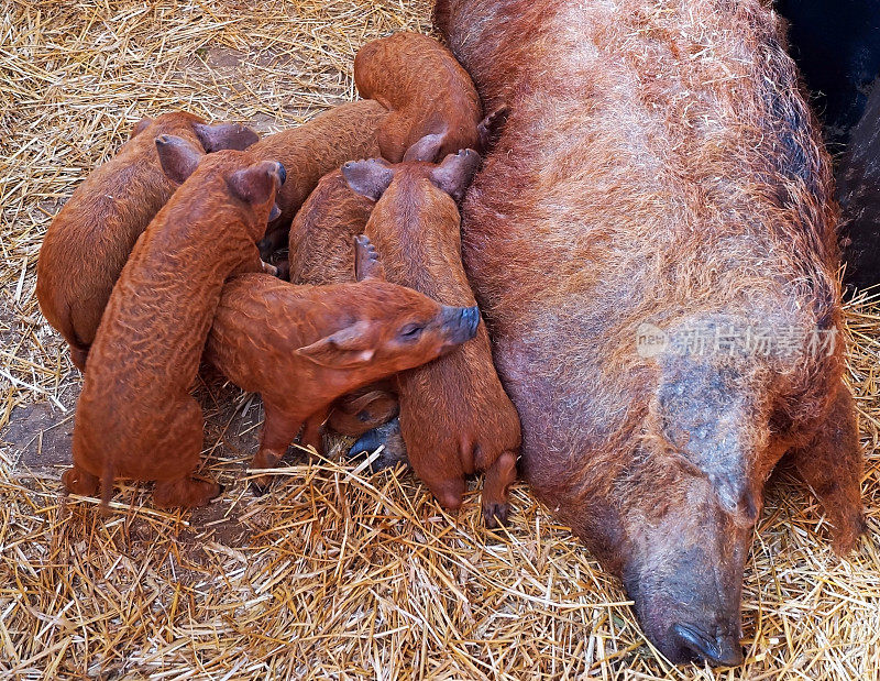 窝里的Mangalica小猪