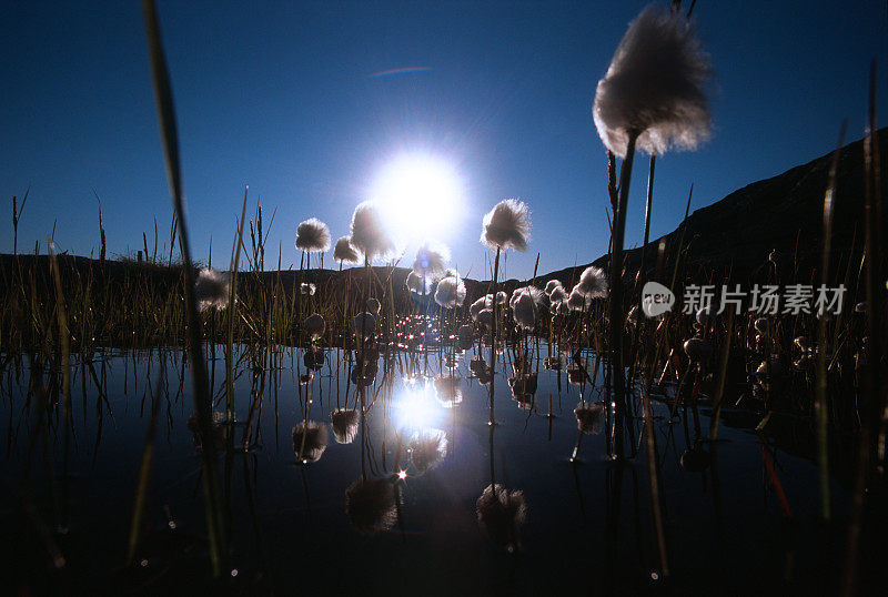 格陵兰岛，太阳在棉花草之间