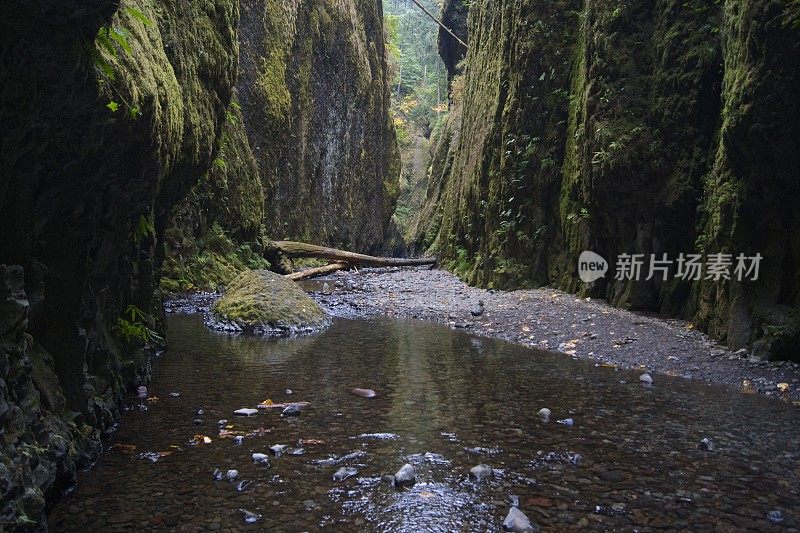 杂物苔藓