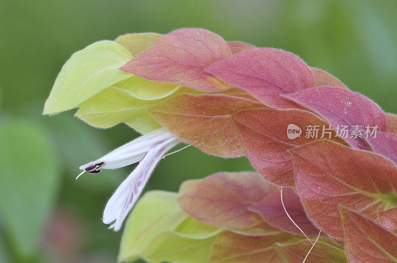 虾的植物