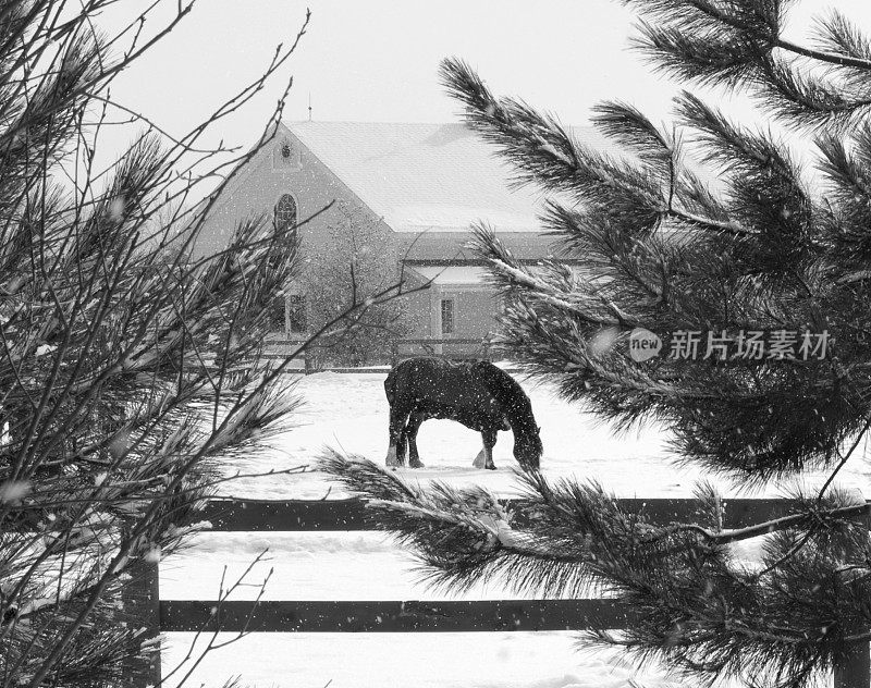 暴风雪中骑着谷仓的黑白骏马