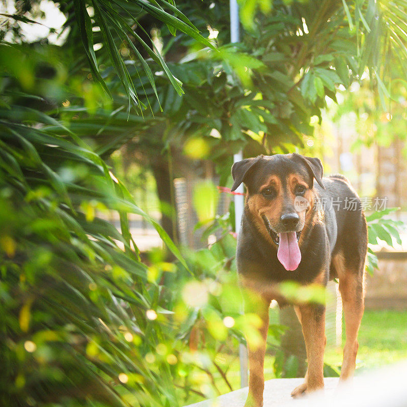 绿草上的罗威纳犬。户外拍摄